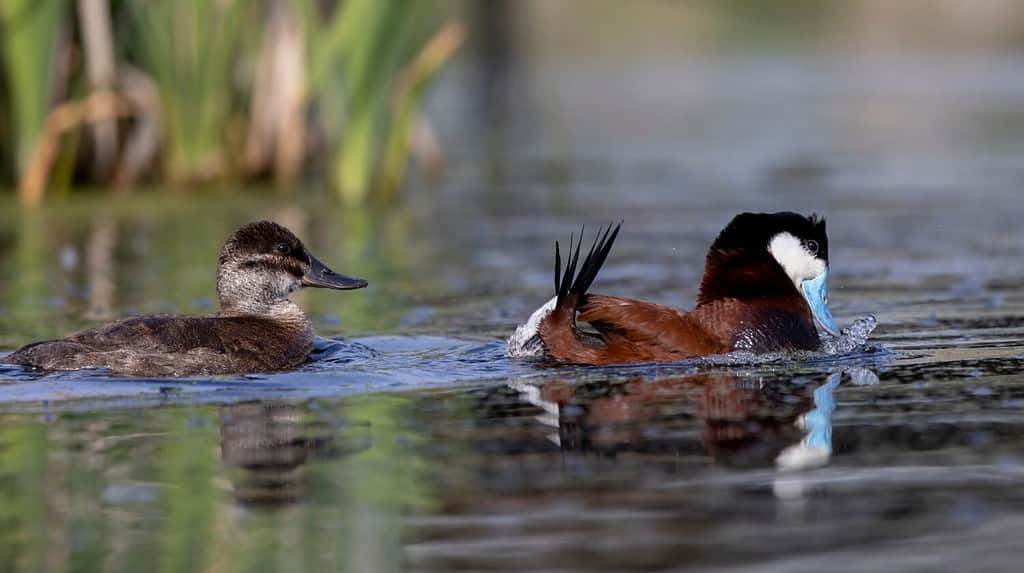 A male and female ruddy duck swim past, while the male is engaged in his courtship ritual of sticking up its tail, forcing air out of its breast feathers, and making a belching sound. An odd ritual.
