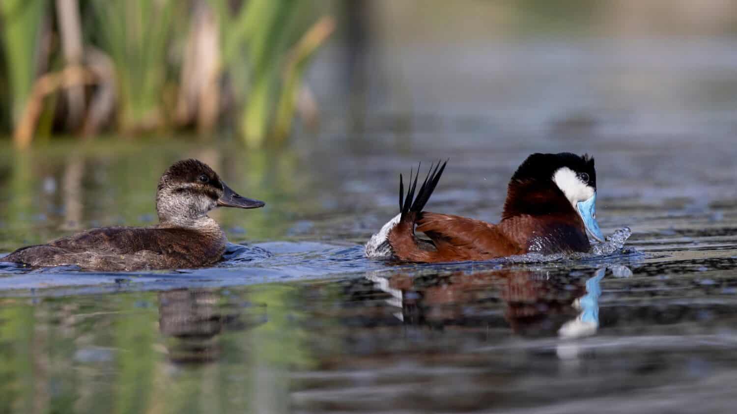 A male and female ruddy duck swim past, while the male is engaged in his courtship ritual of sticking up its tail, forcing air out of its breast feathers, and making a belching sound.  An odd ritual.