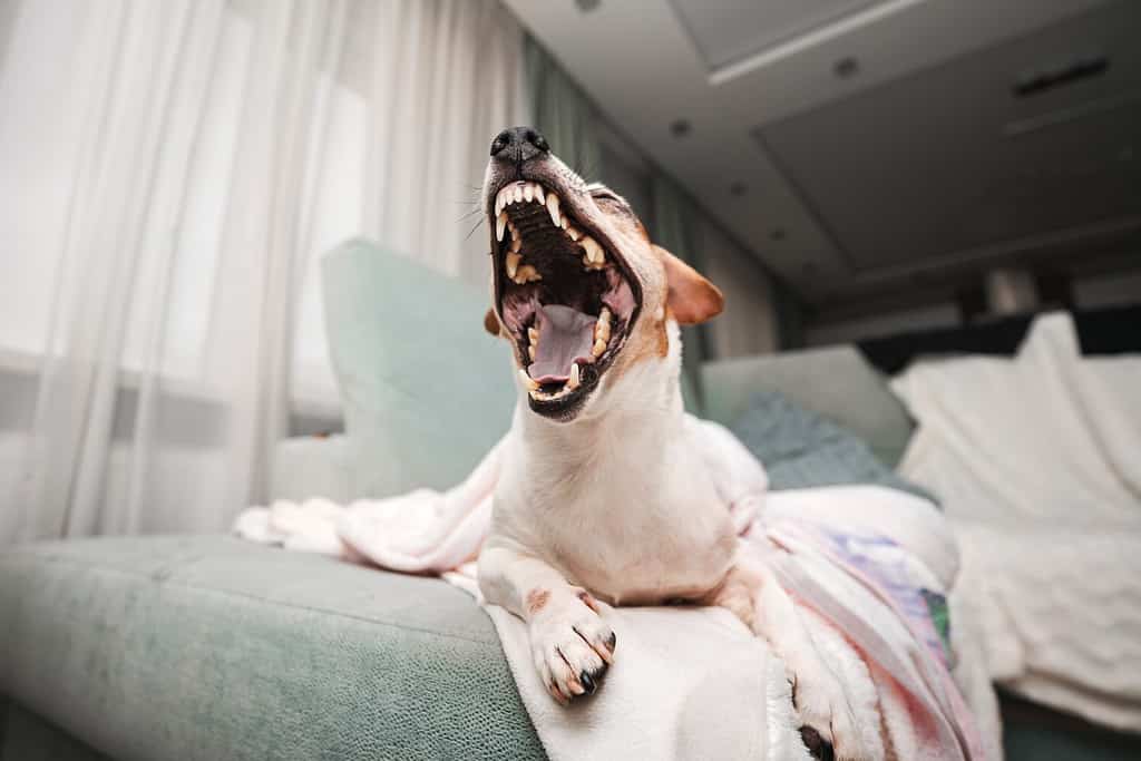 Jack russell terrier dog with broadly open mouth with sharp teeth rows. Animal dentition and healthcare concept.