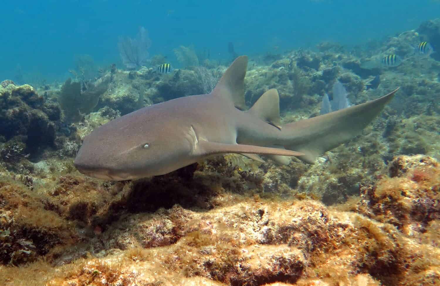 Sand tiger shark Carcharias taurus mating season in the northwest Atlantic  Ocean inferred from wound healing dynamics | Environmental Biology of Fishes, image size:1500x976