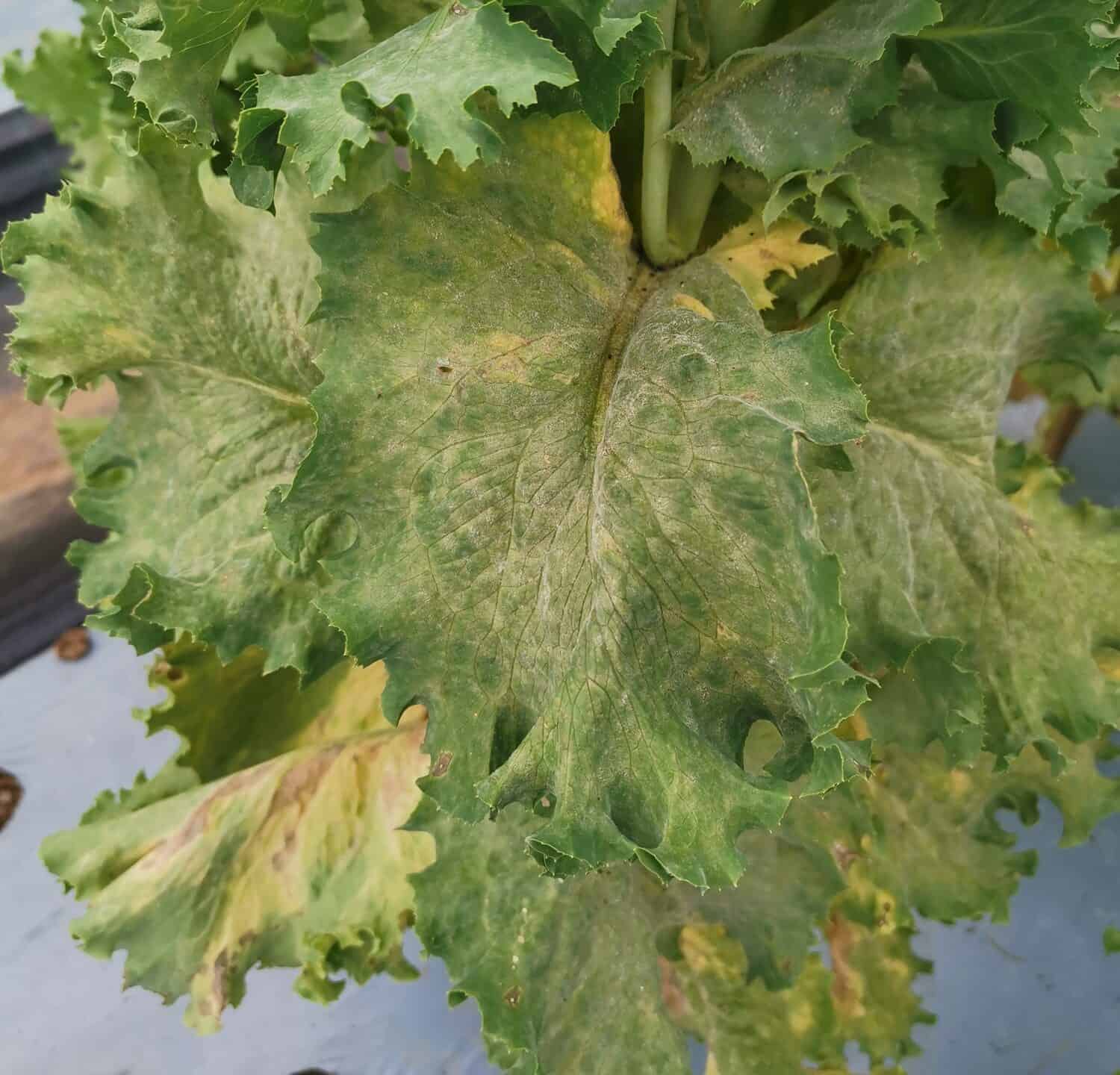Leaf of Lettuce, which was destroyed by powdery mildew