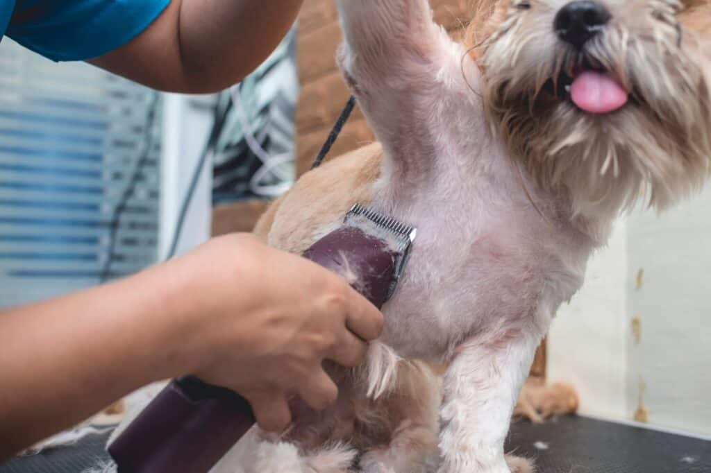 A dog groomer shaves the armpit of a relaxed shih tzu dog. Using a professional electric trimmer. Typical pet grooming service.