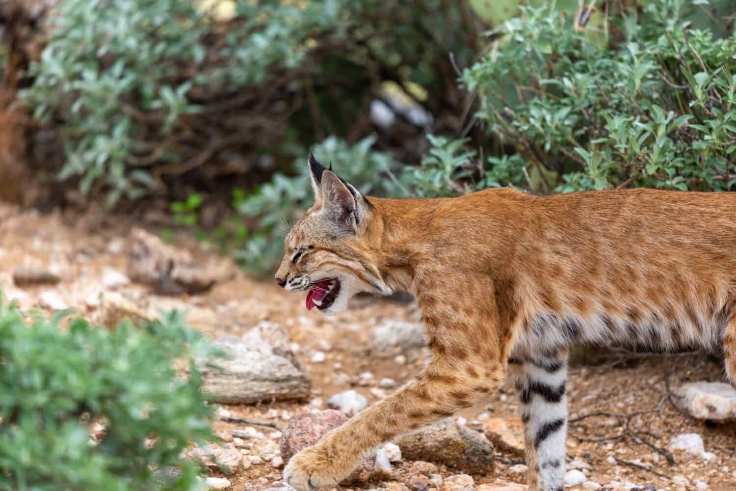 8 Sounds Bobcats Make and What Each Means - A-Z Animals