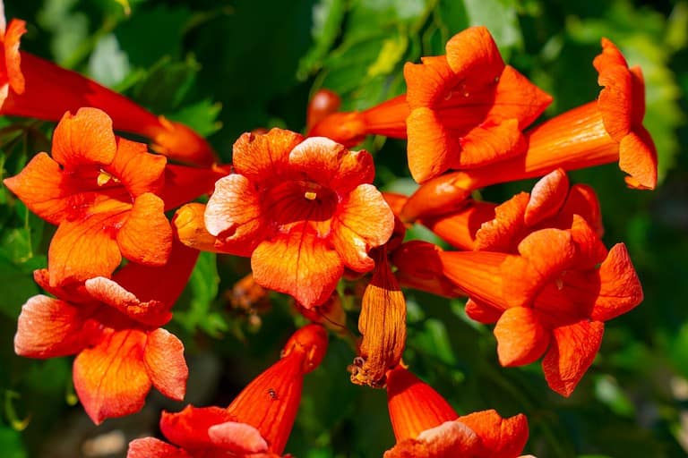 The 9 Best Hanging Plants That Attract Hummingbirds AZ Animals