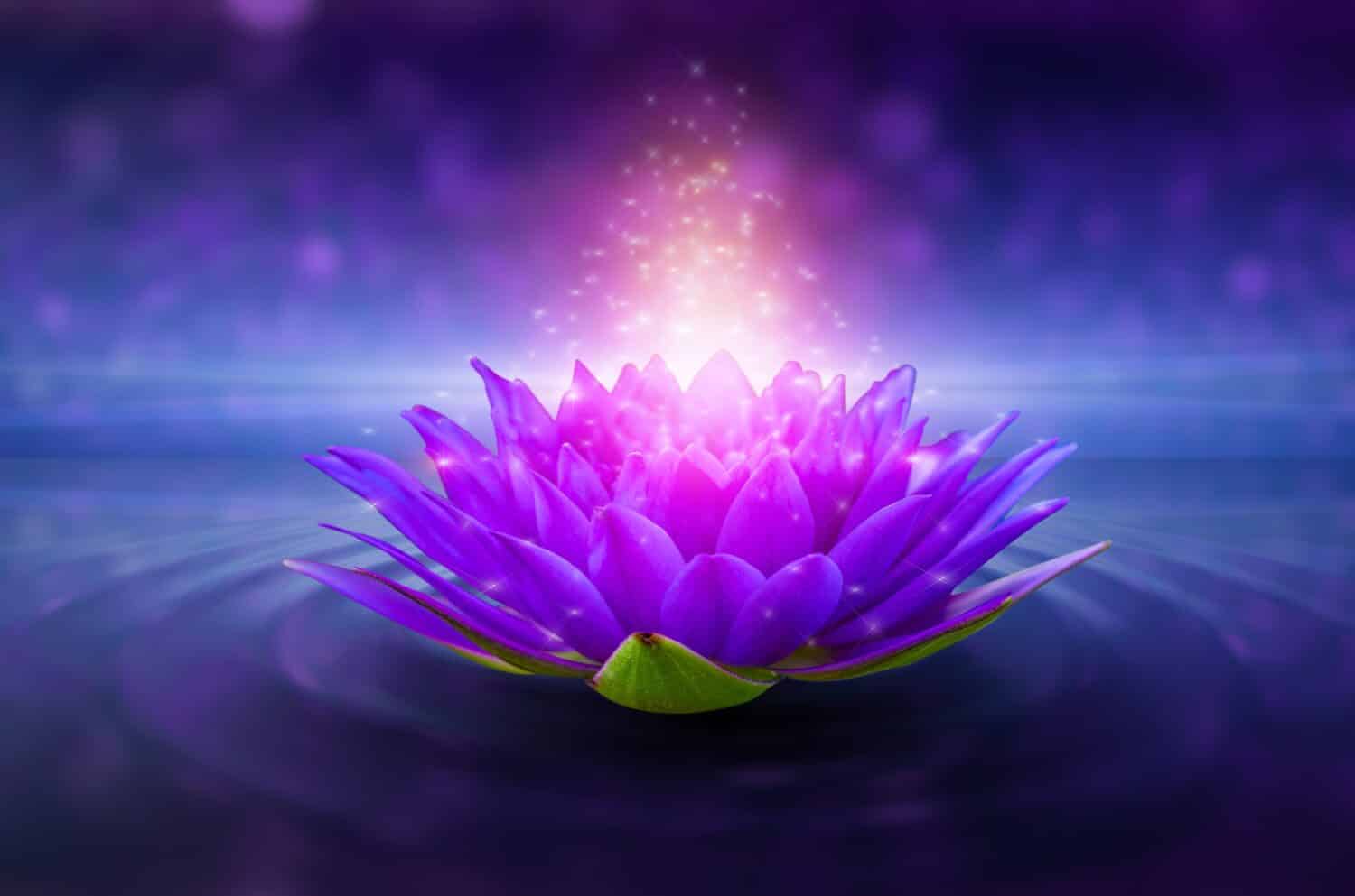 purple lotus