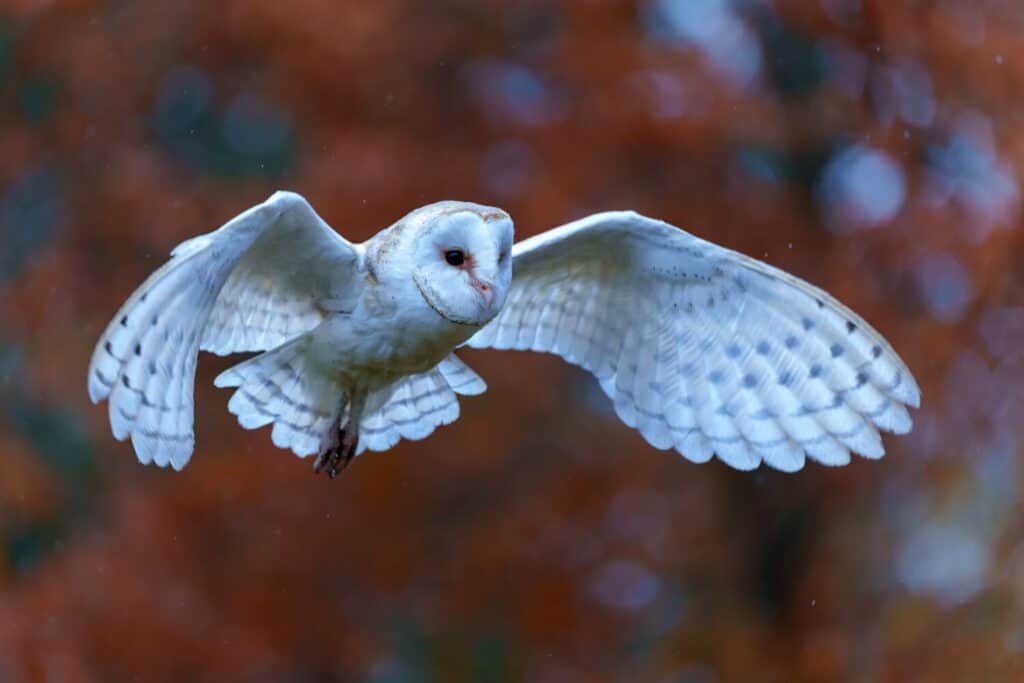 Barn Owl (Tyto alba) flying in an apple orchard with autumn colors in the background in Noord Brabant in the Netherlands