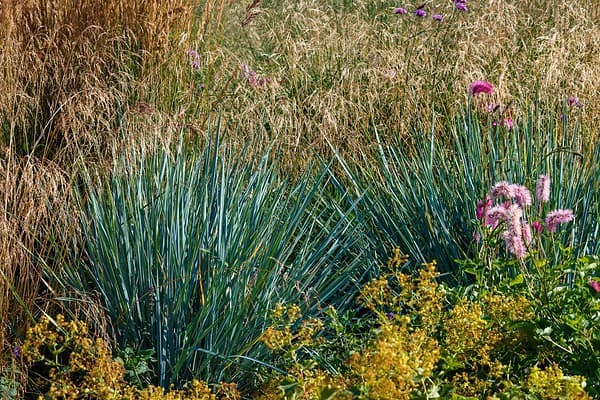 The 23 Best Ornamental Grasses for Zone 6 - A-Z Animals