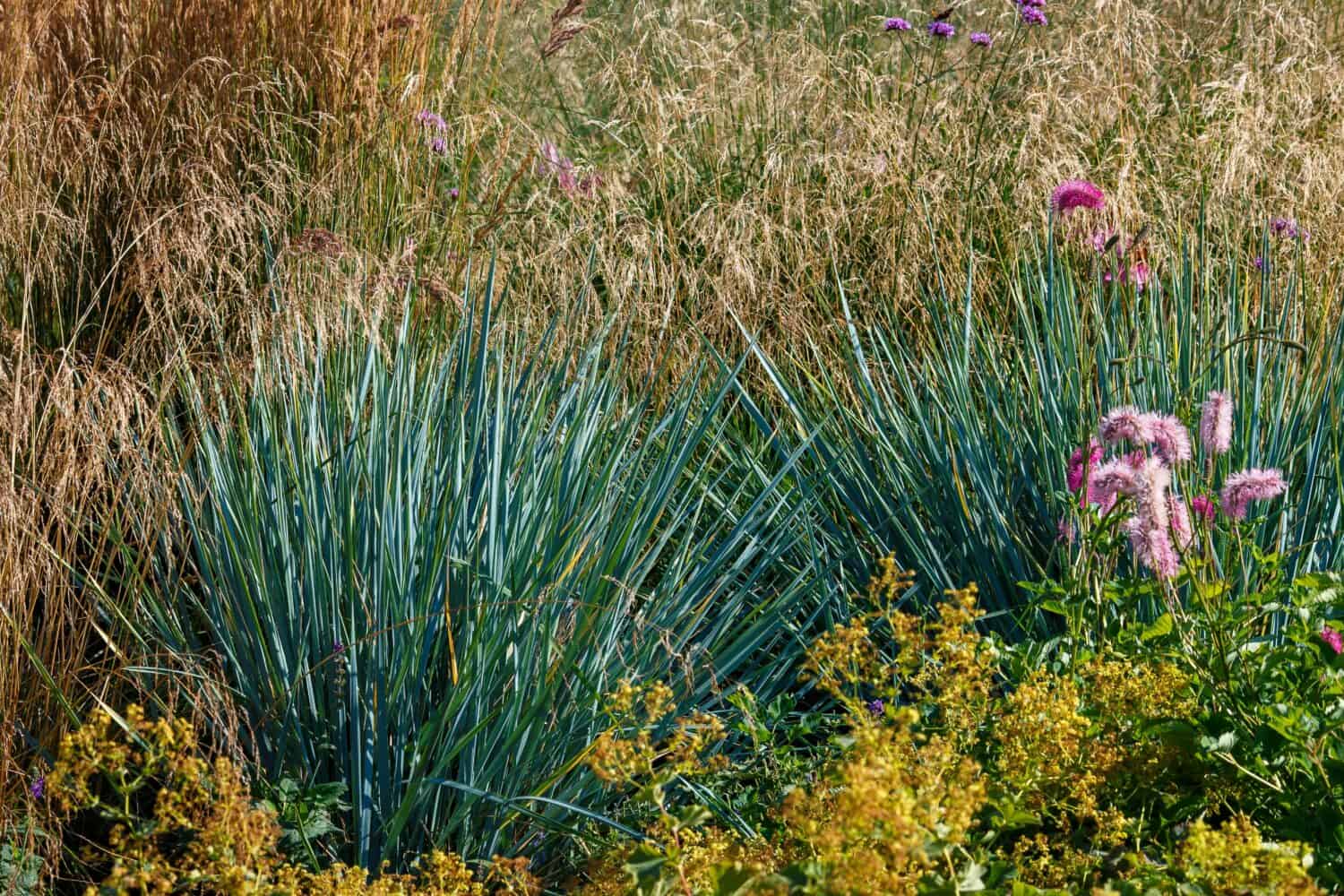 Leymus arenarius is a species of herbaceous plants of the genus Wheatgrass ( Leymus). Decorative cereals and herbs in the garden and landscape design.