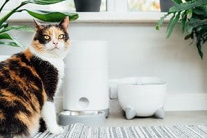 Well-fed multicolor cat waiting for food near smart feeder gadget with water fountain and dry food dispenser in cozy home interior. Home life with pet. Healthy pet food diet concept. Selective focus