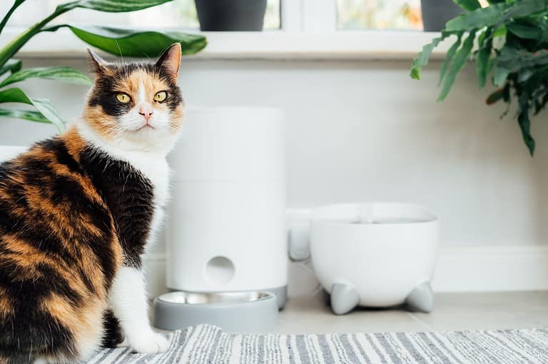 Well-fed multicolor cat waiting for food near smart feeder gadget with water fountain and dry food dispenser in cozy home interior. Home life with pet. Healthy pet food diet concept. Selective focus