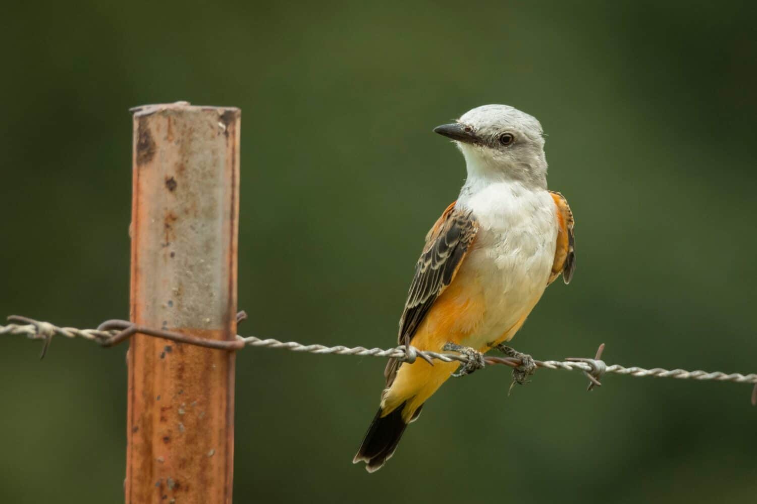 Juvenile Scissor-tailed Flycatcher sitting on a barbwire fence