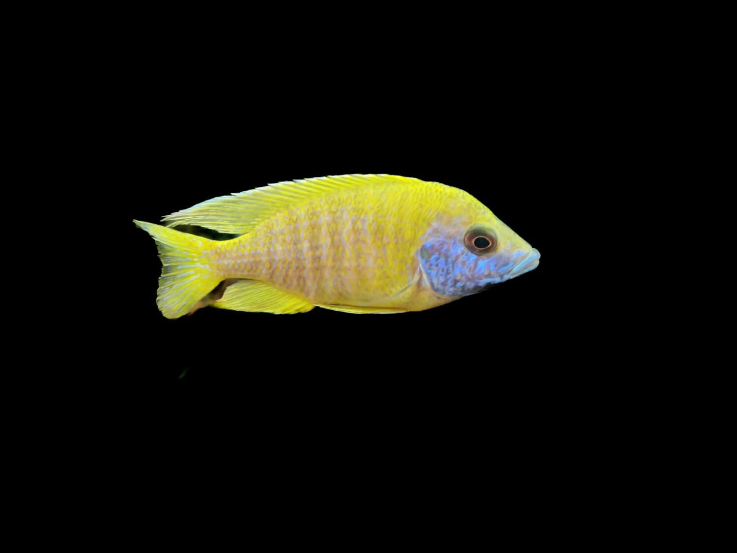 Selective focus of The Yellow Peacock cichlid, Aulonocara baenschi from VGP freshwater aquarium.