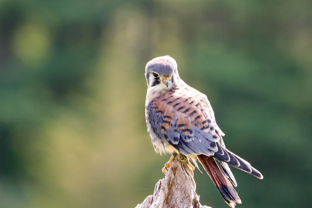 American Kestrel Male Facing Left Landscape View