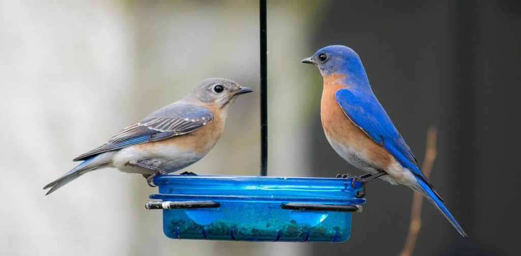 Male and Female Eastern Bluebirds on Feeder
