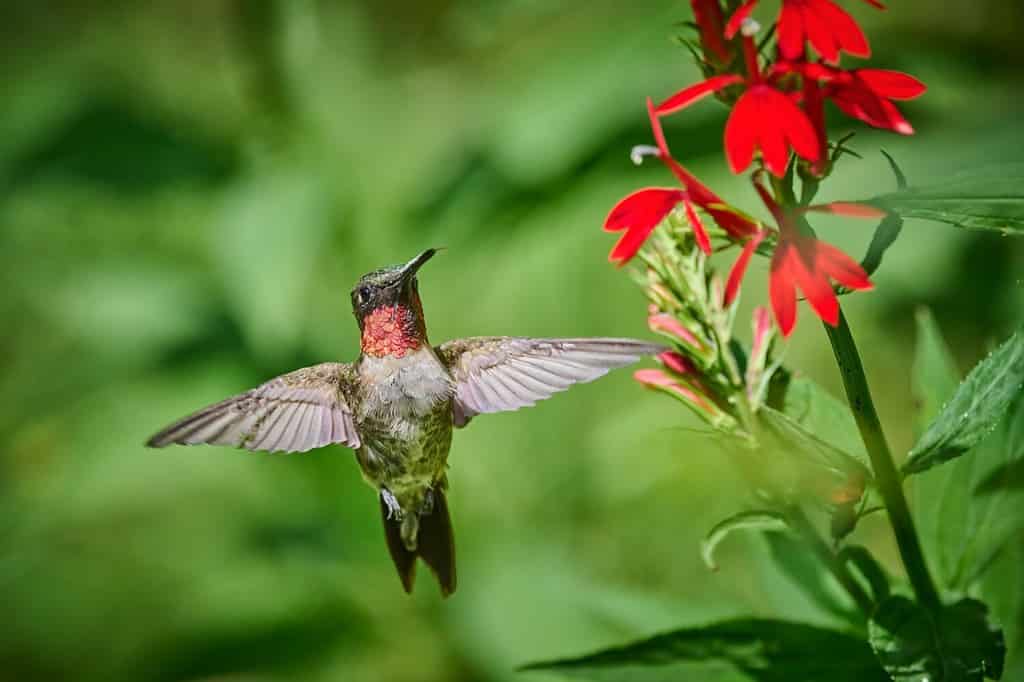 Adult male Ruby-throated Hummingbird (rchilochus colubris) feeding on a cardinal flower (Lobelia cardinalis).