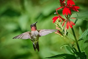 Discover Why Hummingbirds Don’t Love Sunflowers (and 5 Better Options) Picture