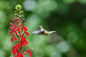 Discover When Hummingbirds Are Set to Flee Arkansas (and Where They Go) Picture