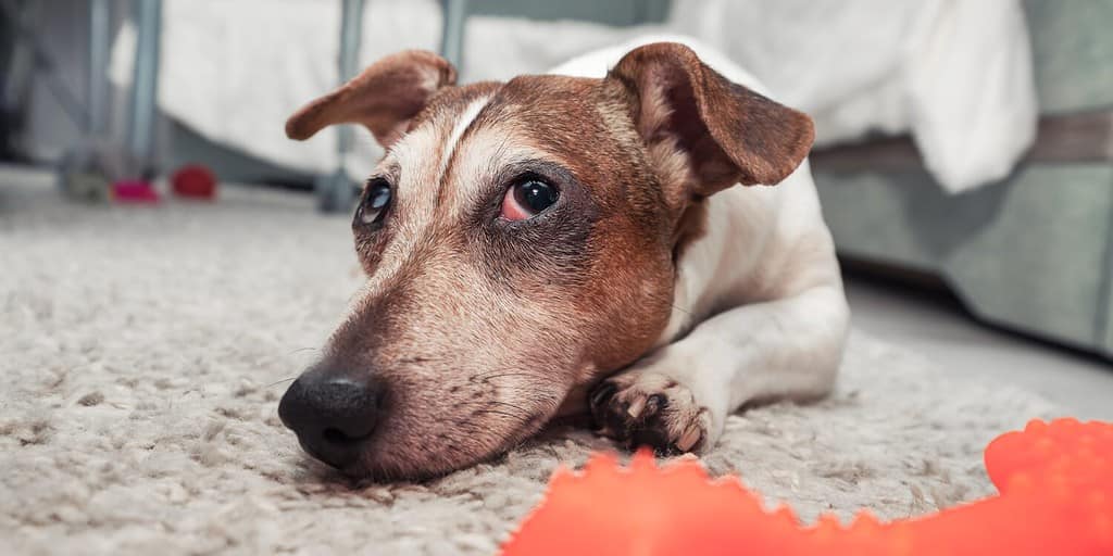 Tired sad dog jack russell terrier lying on carpet next red toy. Pets care concept.