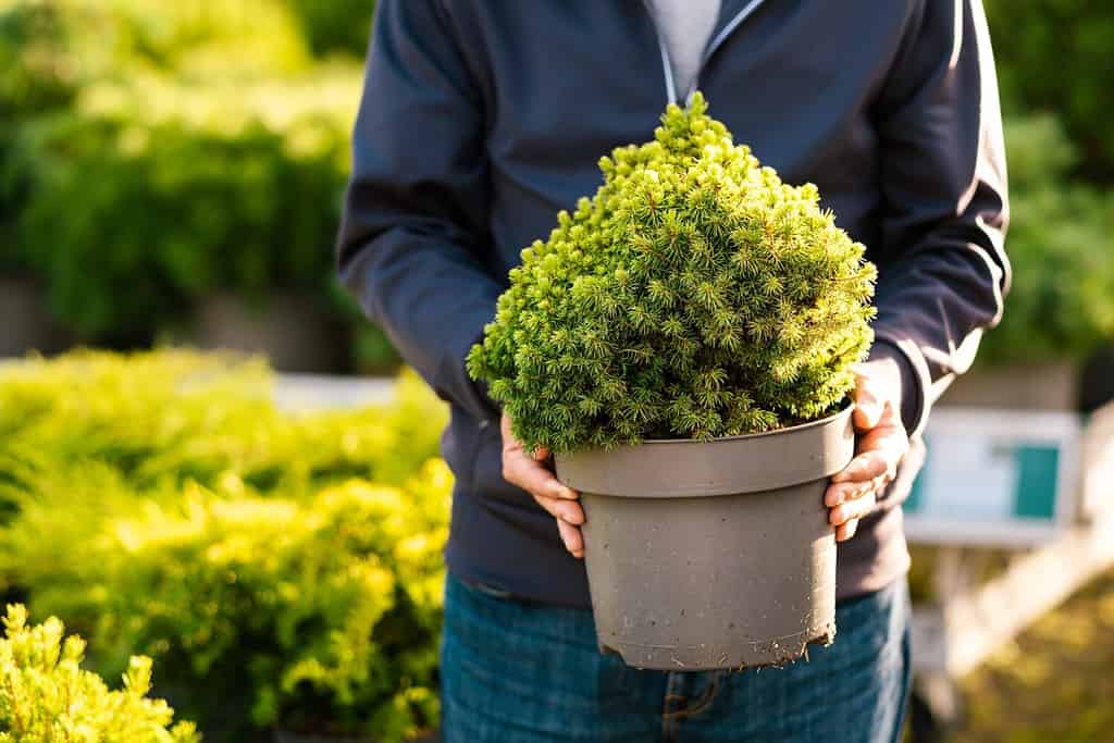 gardener shopping in garden center, buying dwarf conifer plants in pot