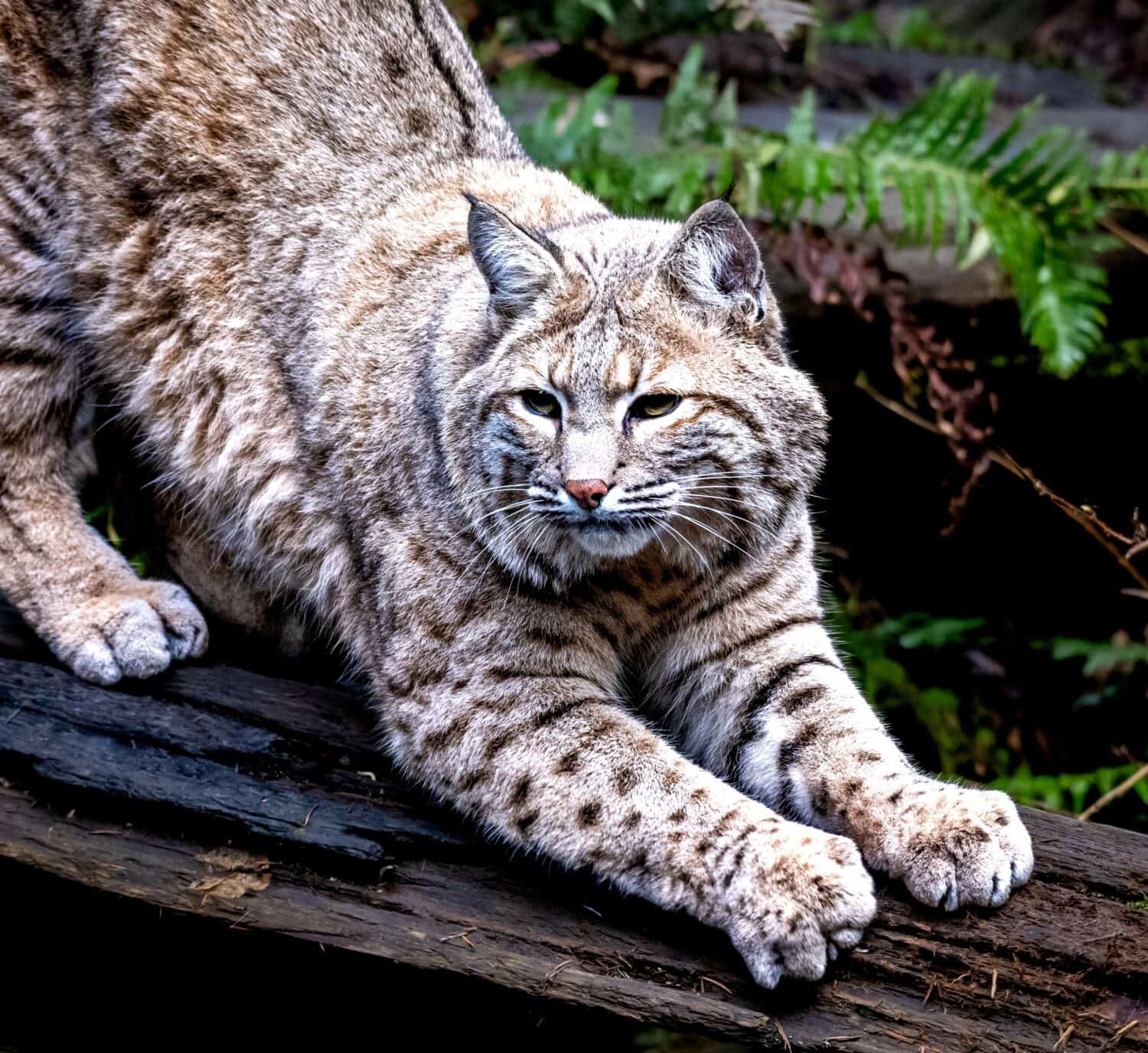 A bobcat with detailed fur markings sharpening its claws on a log