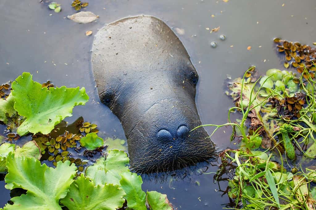 West Indian manatee (Latin Trichechus manatus) peering out of the water with expressive nostrils against a background of green algae. Wildlife fauna marine animals.