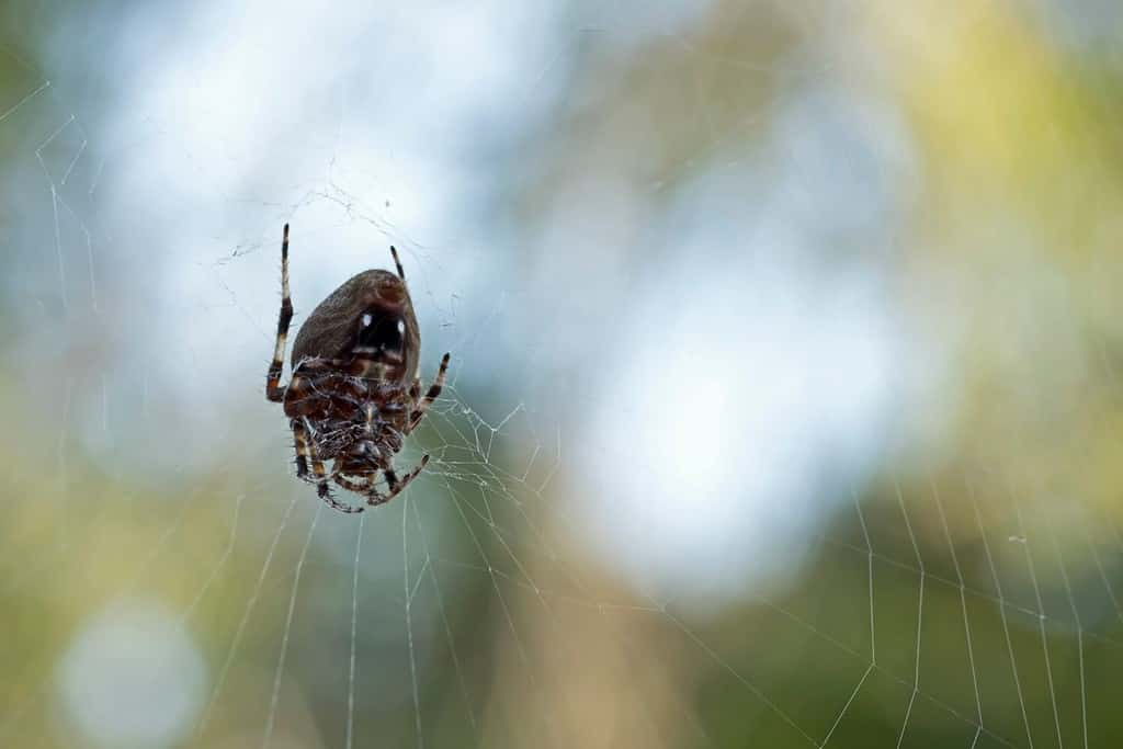 Underside of a female Hentz's orb weaver spider on her web in the morning on a late summer's day. Usually noctural, female orb weavers become diurnal in the fall.