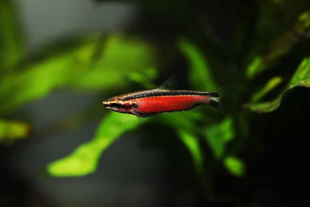 Super Red pencil fish (Nannostomus Cenepa)