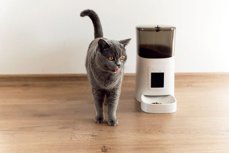 smart cat feeder Scottish cat is waiting for food. feeder for pets. automatic feeding of pet food. modern technologies. feed in the feeder. nutrition by time. domestic cat