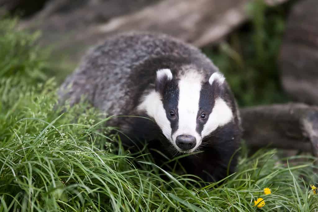 The European badger also called Eurasian badger and is (or was) part of a controversial cull in the UK