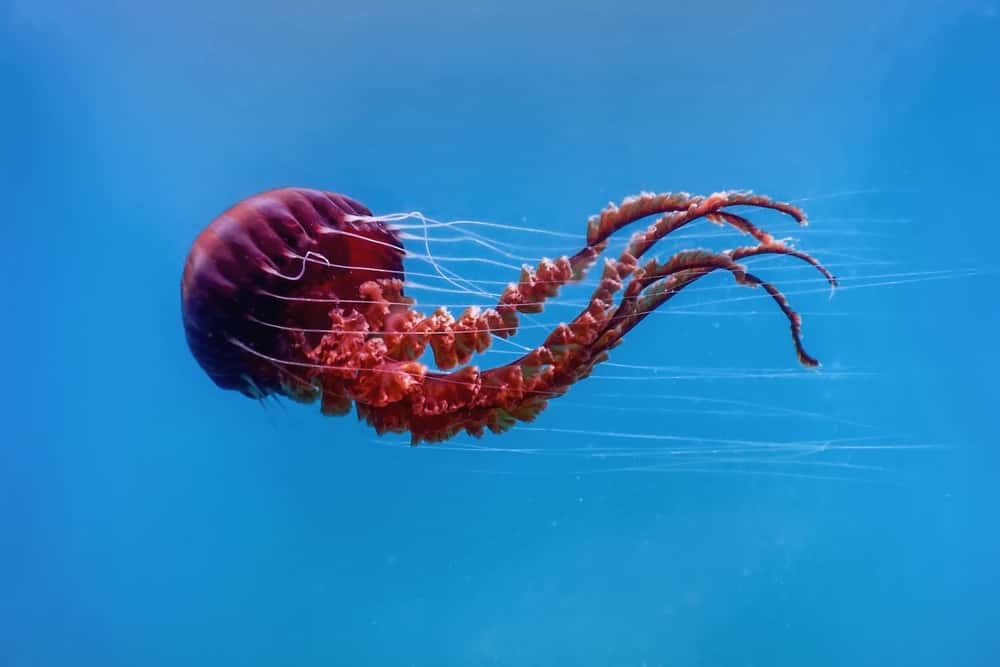 Red jellyfish dancing in the blue ocean water, compass jellyfish, wildlife