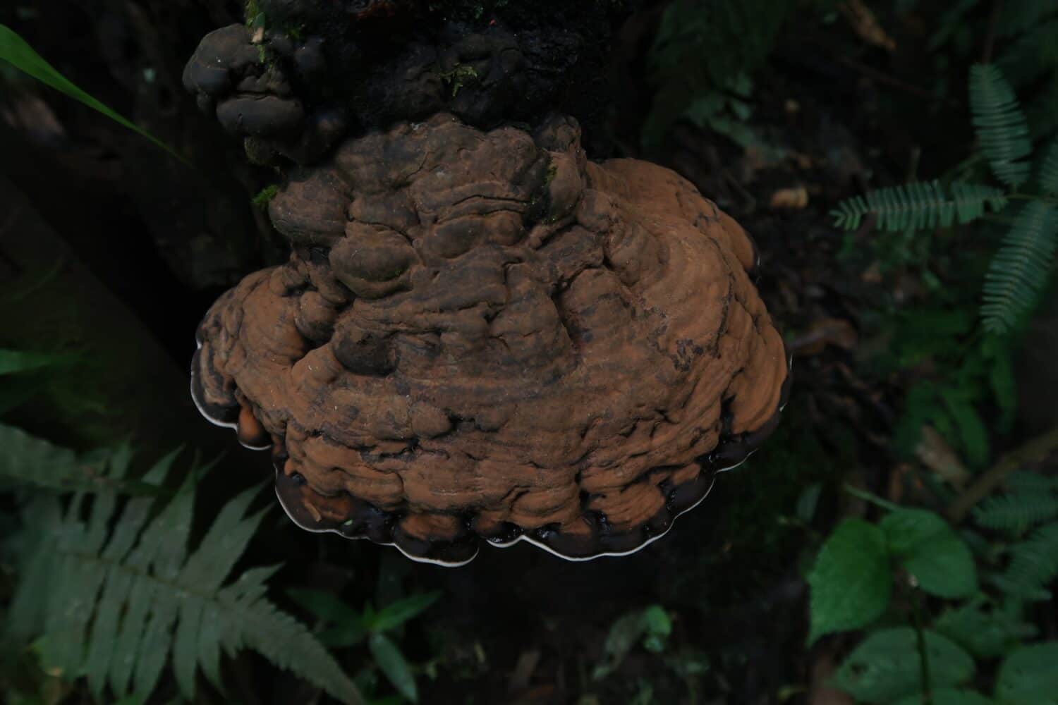 Brown bracket mushroom on wood or ganoderma fungi