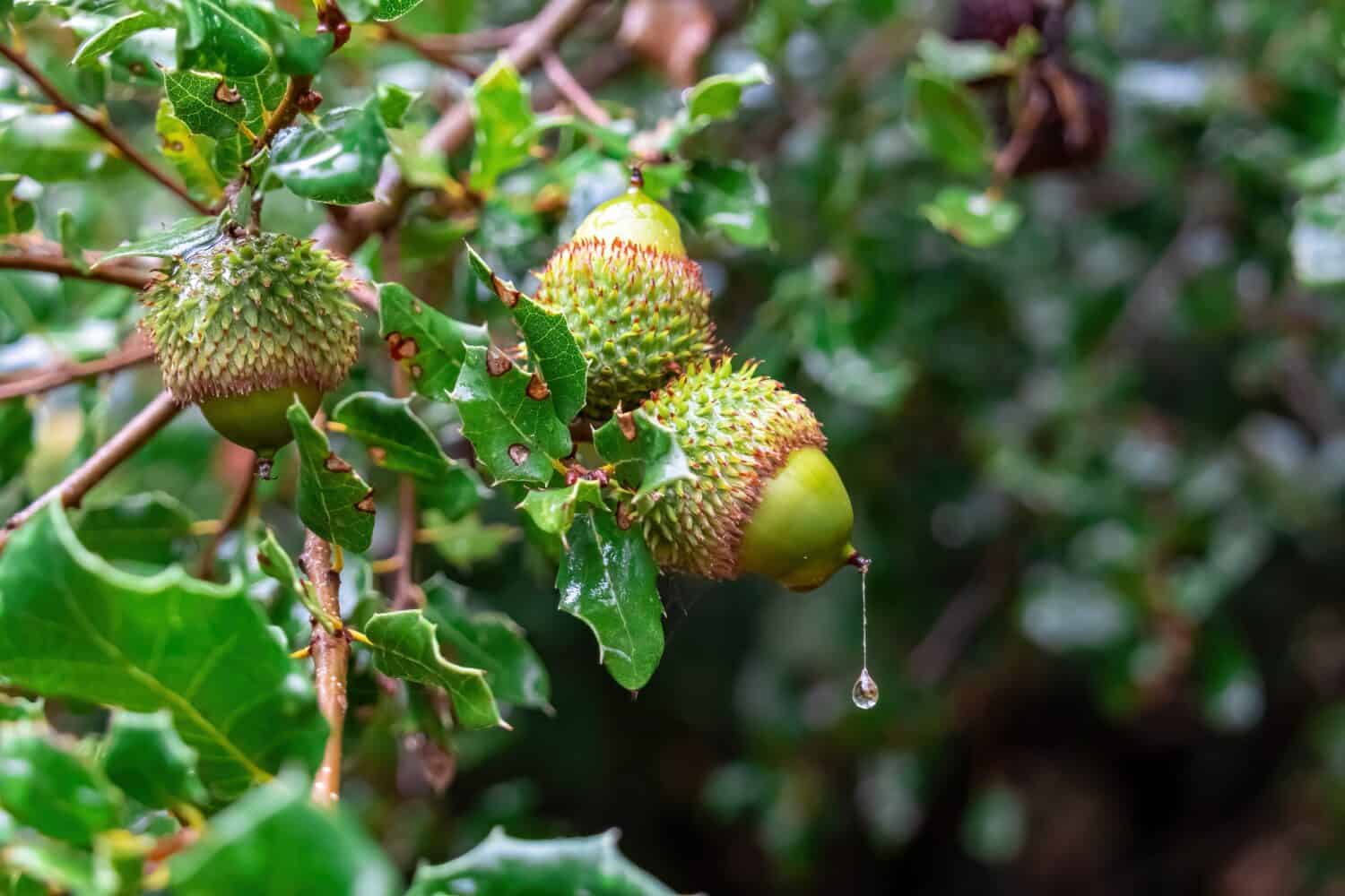 Discover 10 Types of Acorns and How to Identify Each - A-Z Animals