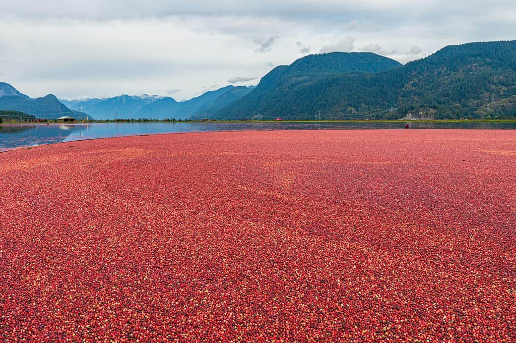 A stunning view of the cranberry harvest process, floating cranberries in the water