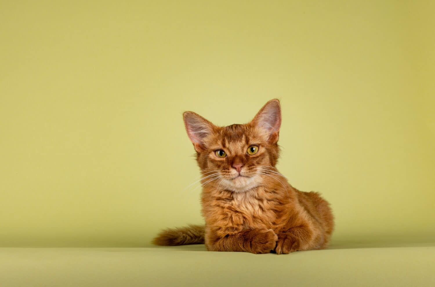 Cute sorrel Somali cat kitten, laying down facing front. Looking towards camera. Isolated on a soft green background.