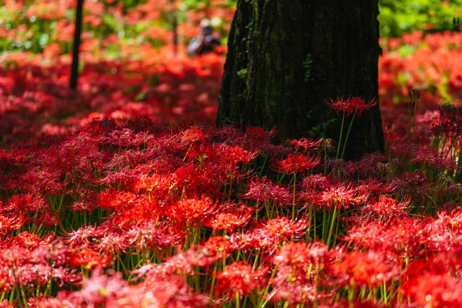 red spider lily hell girl