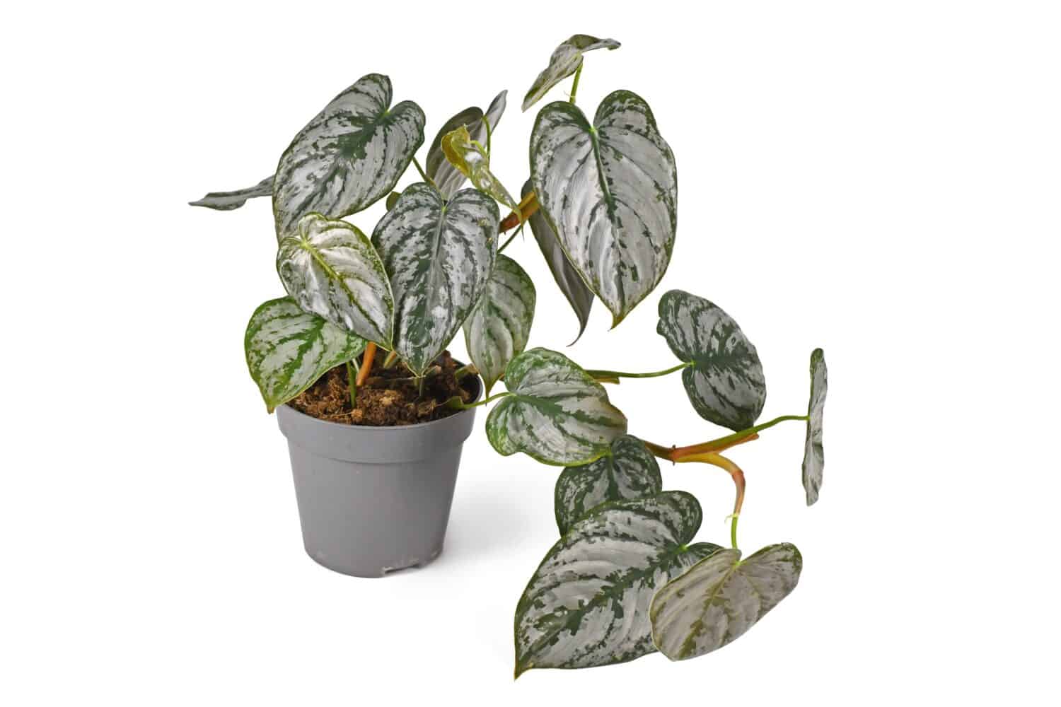 Tropical 'Philodendron Brandtianum' houseplant with silver pattern on leaves in flower pot on white background