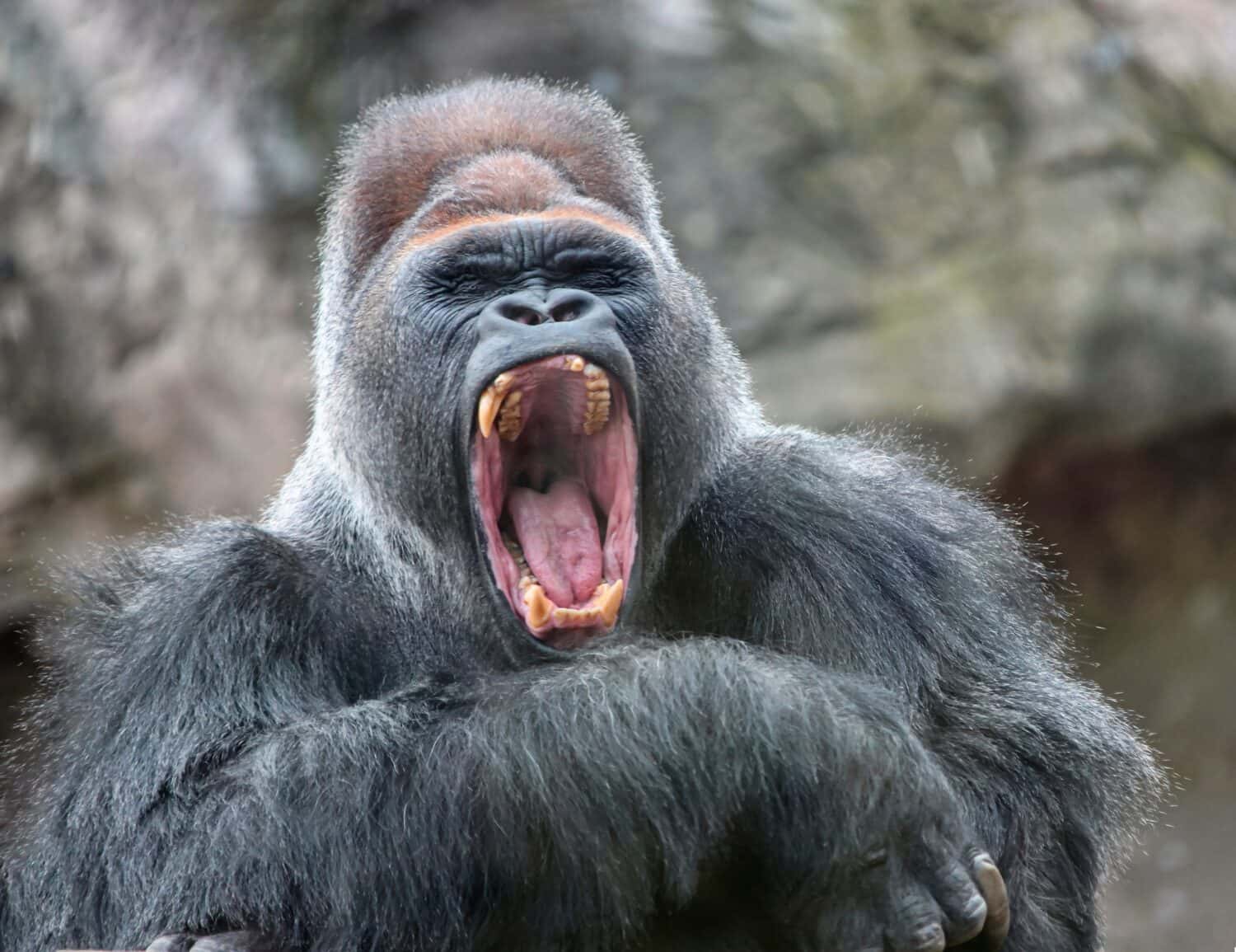 Adult alpha male gorilla yawns irritably, showing dangerous fangs and teeth. Dominant male gorilla yawns with his mouth open.
