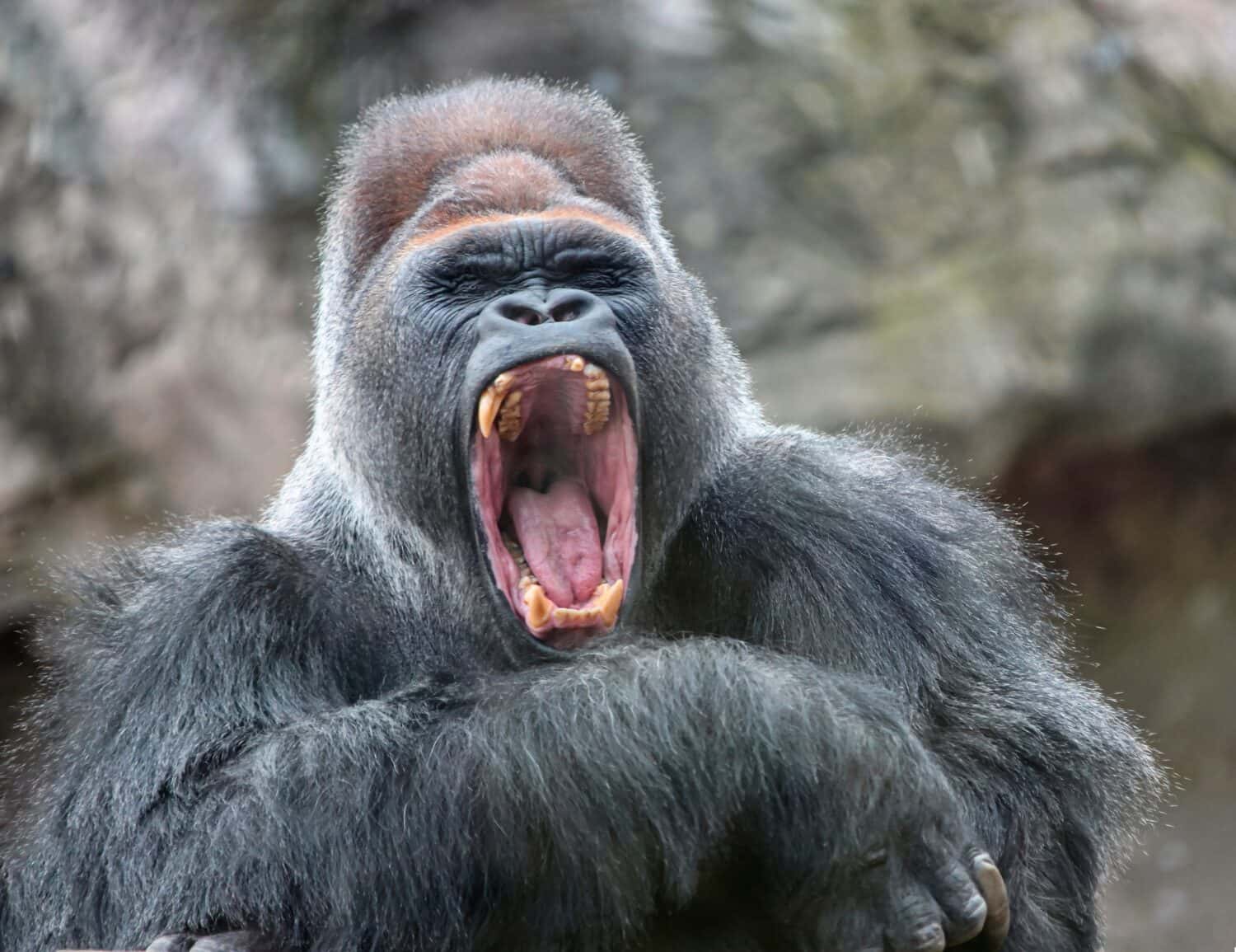 Adult alpha male gorilla yawns irritably, showing dangerous fangs and teeth. Dominant male gorilla yawns with his mouth open. 