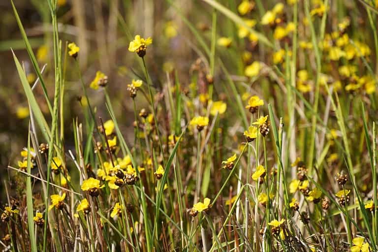 Tall Yellow-eyed Grass flower (Xyris indica L.) beautiful in fields After harvesting the rice is done.