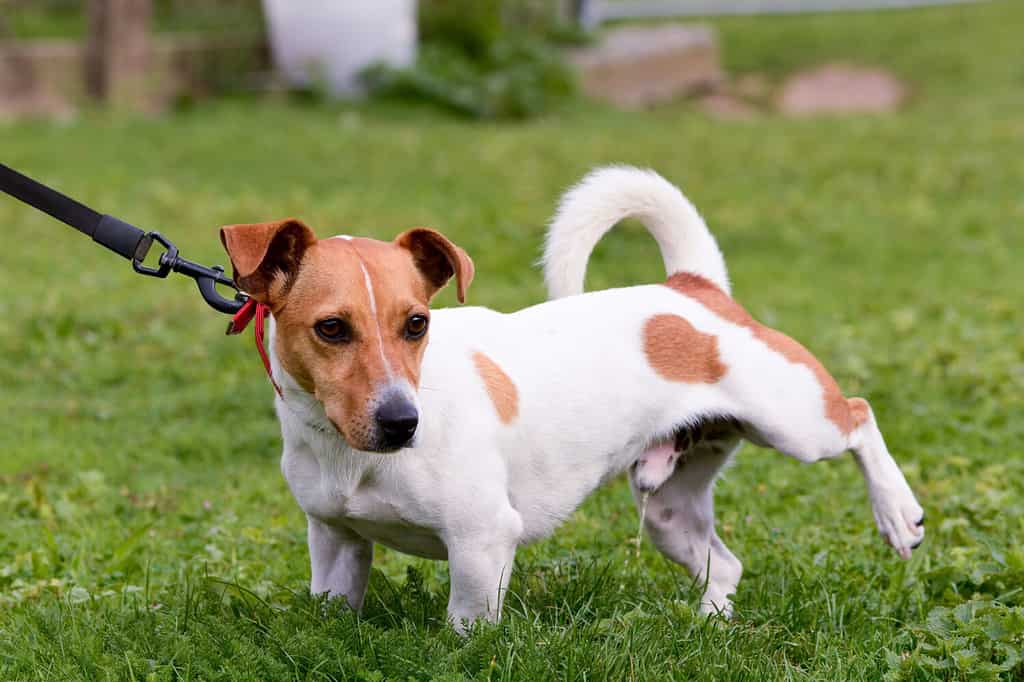 Jack Russell dog cocking leg and peeing