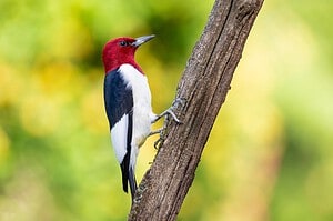 The Complete List of 7.5 Birds with Red Heads Picture