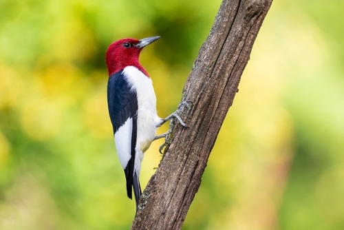 Red-headed woodpecker on dead tree, Marion County, Illinois.