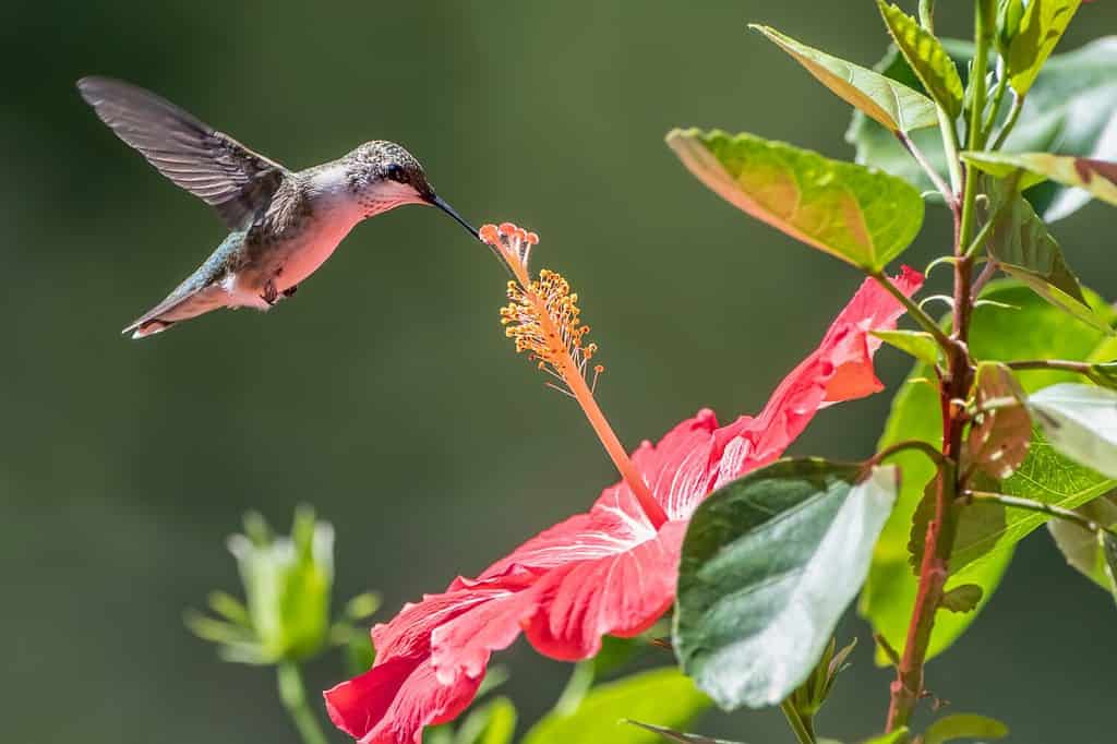 Hummingbird Hovering Over a Hibiscus Blossom in Louisiana Garden