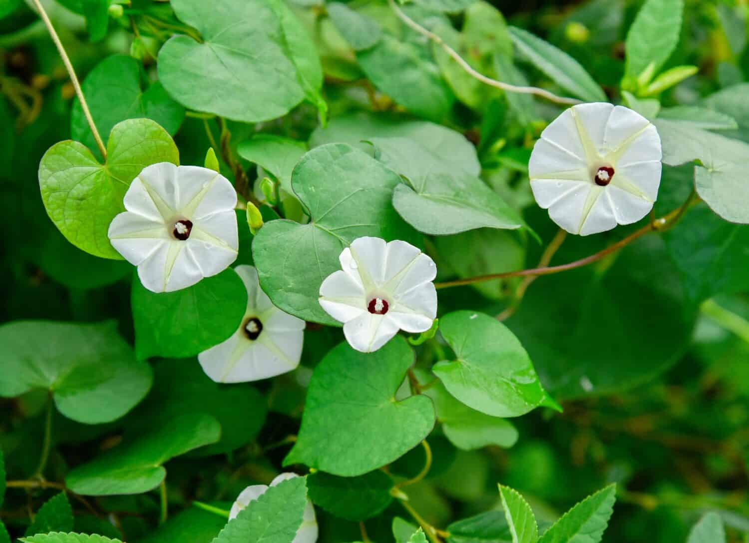 Ipomoea alba, commonly called moonflower, is native to tropical America. It is a tender perennial vine that is grown in St. Louis as a warm weather annual.
