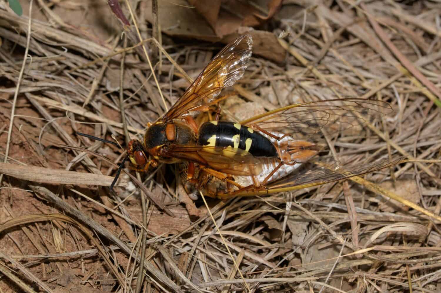 Top view of an Eastern Cicada Killer wasp dragging a Cicada on the ground