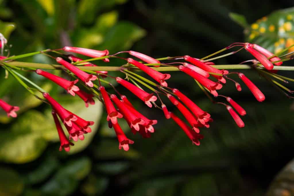 Russelia equisetiformis, the fountainbush, firecracker plant, coral plant, coral fountain, coralblow or fountain plant, is a species of flowering plant in the family Plantaginaceae.
