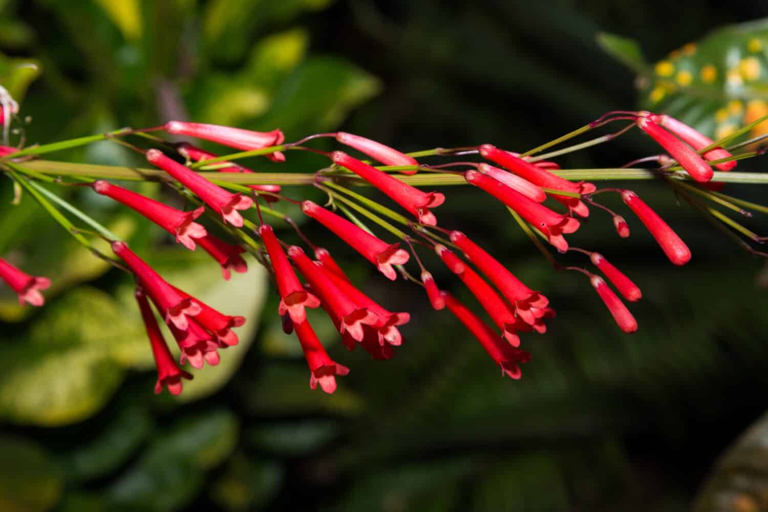 Russelia equisetiformis, the fountainbush, firecracker plant, coral plant, coral fountain, coralblow or fountain plant, is a species of flowering plant in the family Plantaginaceae. 