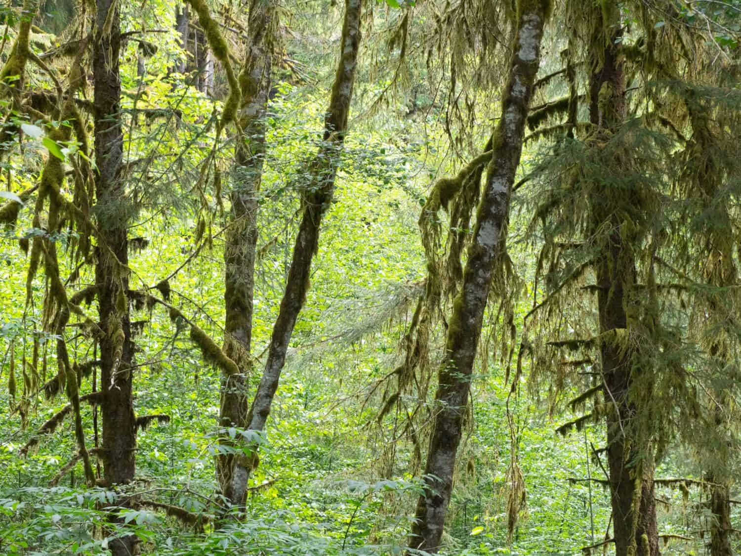 Washington State, Olympic National Park, Hoh Rain Forest, Red Alder trees with moss