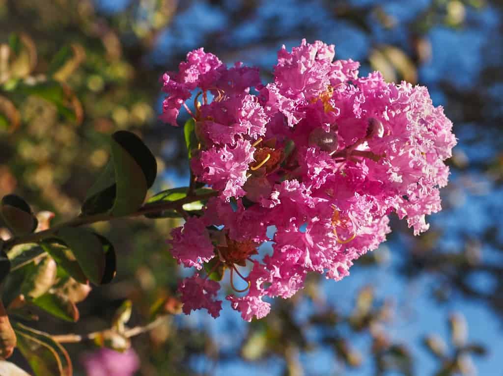 Crepe flower or Crape Myrtle, pink blossom, close up. Lagerstroemia indica is deciduous tree, popular flowering plant of the family Lythraceae.