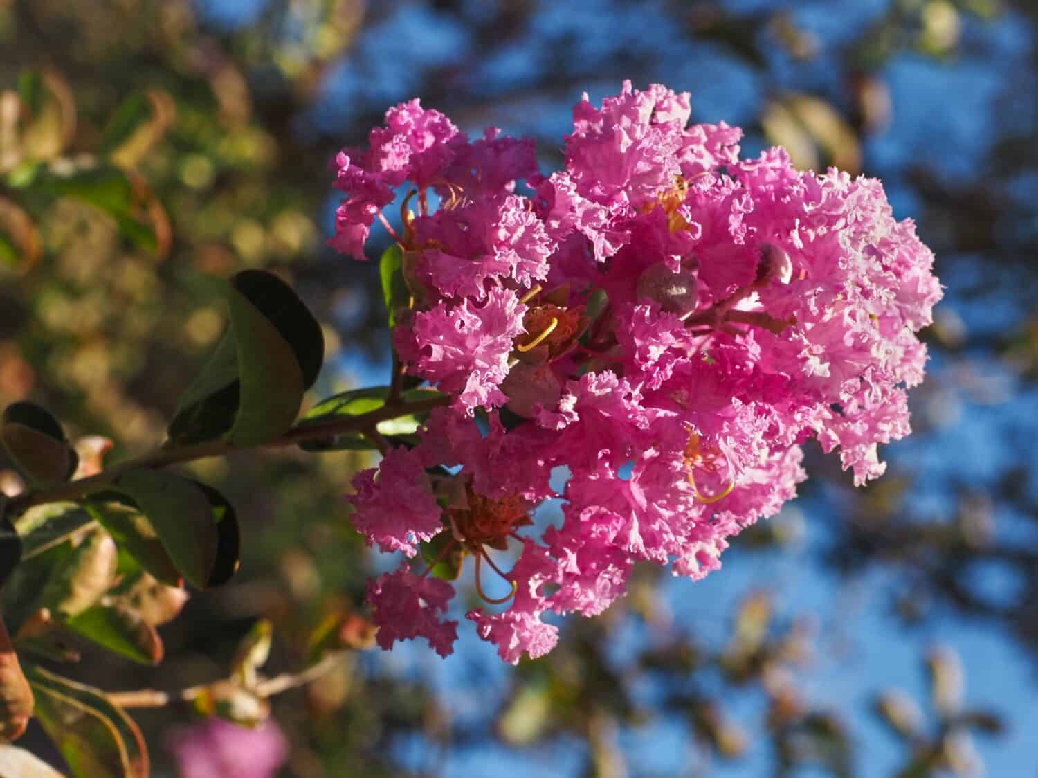 The Best 8 Flowering Trees for North Carolina Yards - AZ Animals